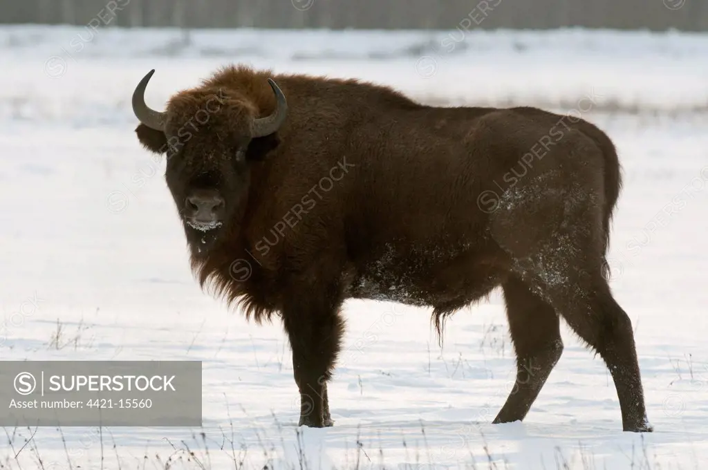 European Bison (Bison bonasus) adult, standing in snow covered field, Bialowieza N.P., Podlaskie Voivodeship, Poland, february