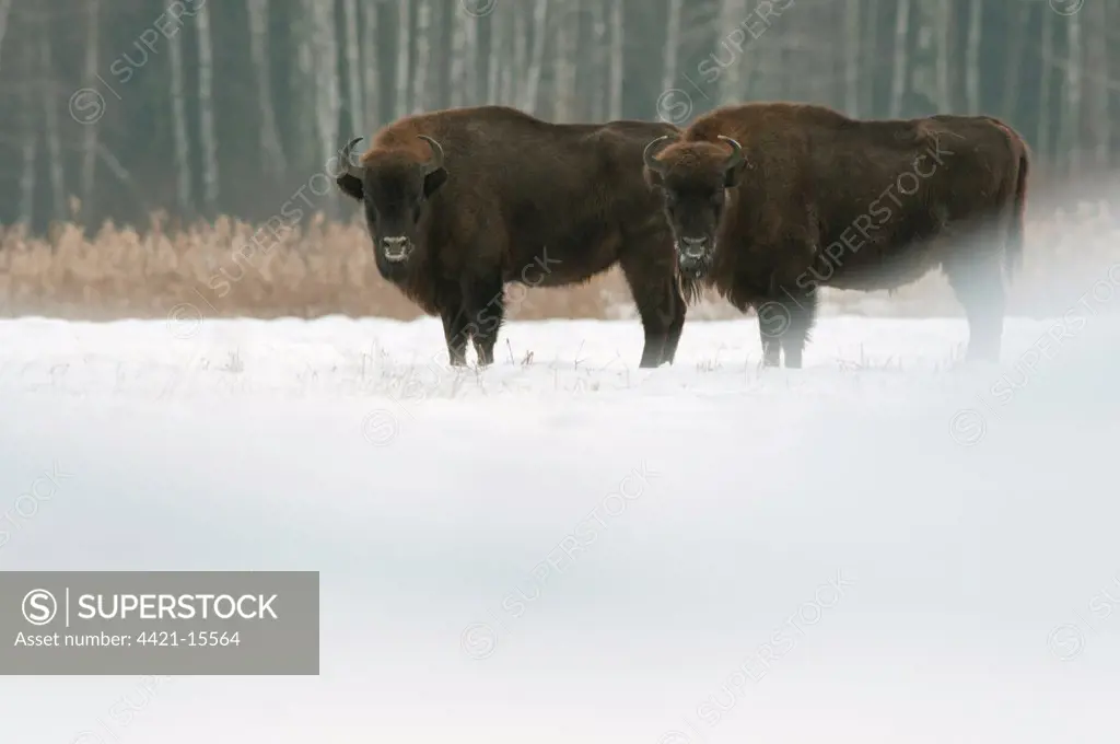 European Bison (Bison bonasus) two adults, standing in snow covered field, Bialowieza N.P., Podlaskie Voivodeship, Poland, february