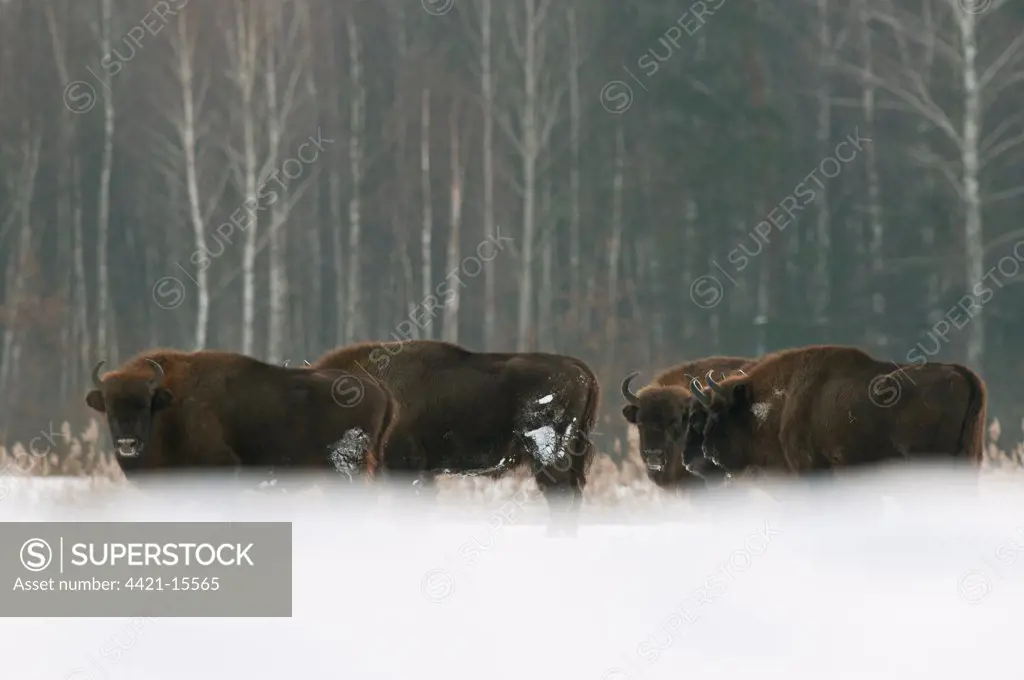 European Bison (Bison bonasus) herd, standing in snow covered field, Bialowieza N.P., Podlaskie Voivodeship, Poland, february