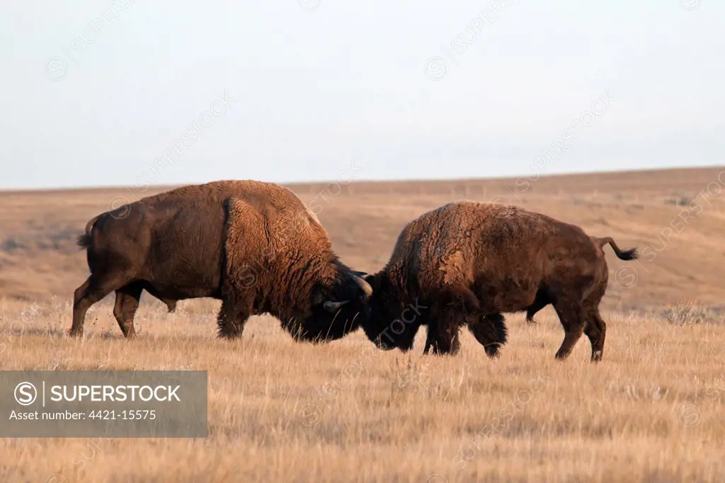 Plains Bison (Bison bison bison) two adult males, fighting in shortgrass prairie, West Bloc, Grasslands N.P., Southern Saskatchewan, Canada, october