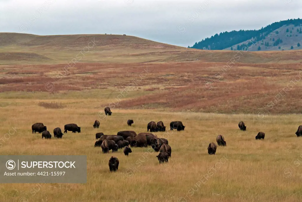 North American Bison (Bison bison) herd, grazing in hilly prairie habitat, Wind Cave N.P., Black Hills, South Dakota, U.S.A., september
