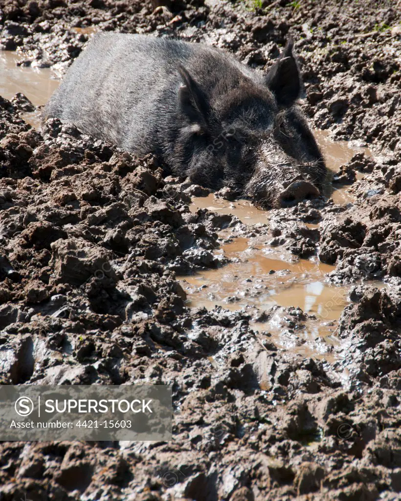 Eurasian Wild Boar (Sus scrofa) sow, wallowing in mud on farm, Chipping, Lancashire, England, april