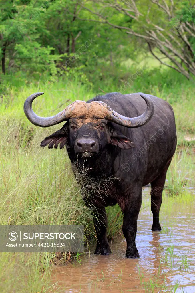 African Buffalo (Syncerus caffer) adult male, feeding on grass, standing at edge of waterhole, Sabi Sabi Game Reserve, Kruger N.P., South Africa