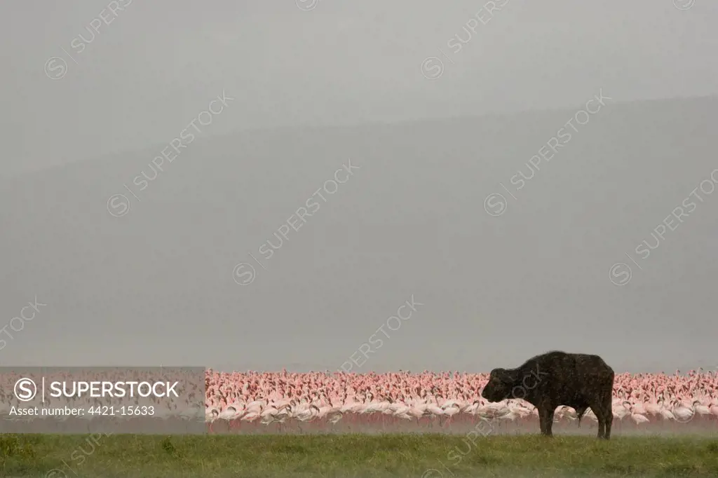 African Buffalo (Syncerus caffer) adult, with Lesser Flamingo (Phoenicopterus minor) flock in soda lake, during rainfall, Lake Nakuru N.P., Great Rift Valley, Kenya