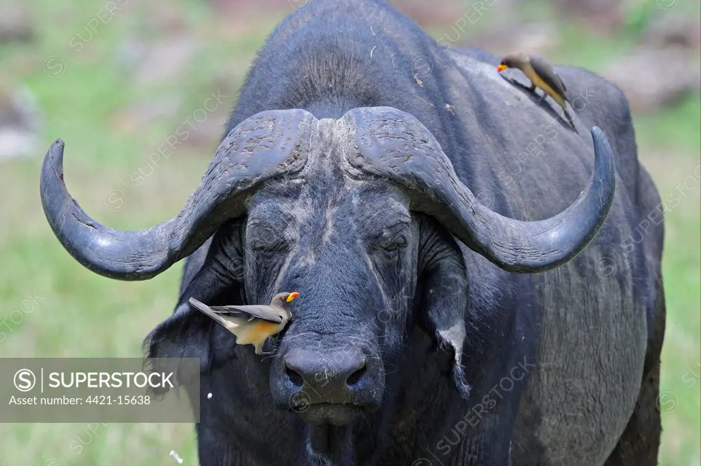 African Buffalo (Syncerus caffer) adult, close-up of head, with Red-billed Oxpeckers (Buphagus erythrorhynchus) foraging, Masai Mara, Kenya