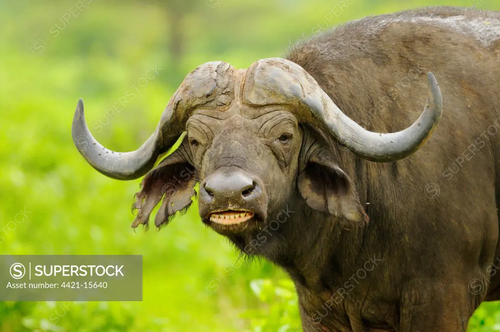 African Buffalo (Syncerus caffer) adult male, close-up of head, feeding, Ruaha N.P., Tanzania