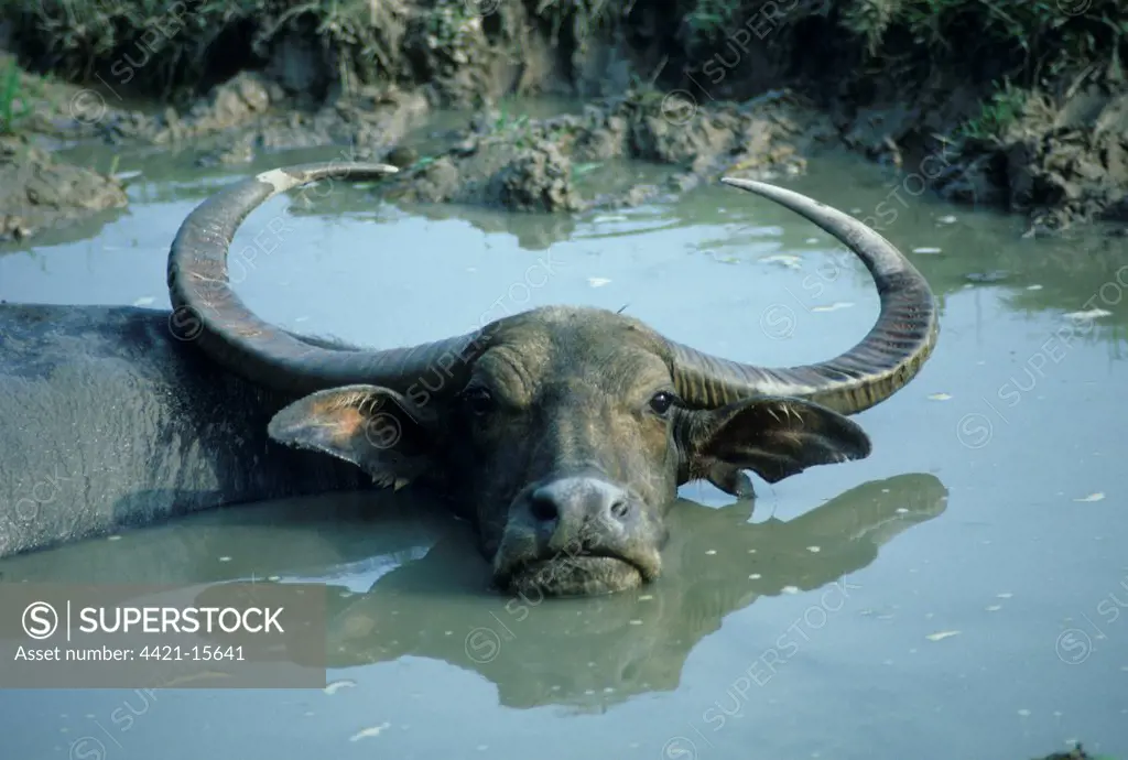 Domestic Water Buffalo (Bubalus bubalis) adult female, wallowing in muddy pool, India