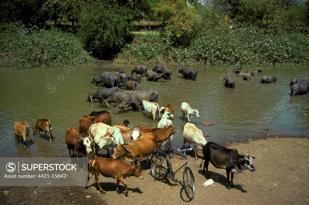 Domestic Water Buffalo (Bubalus bubalis) and Domestic Cattle, being watered in river, India