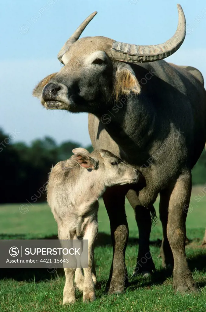Domestic Water Buffalo (Bubalus bubalis) cow and calf, standing together, captive