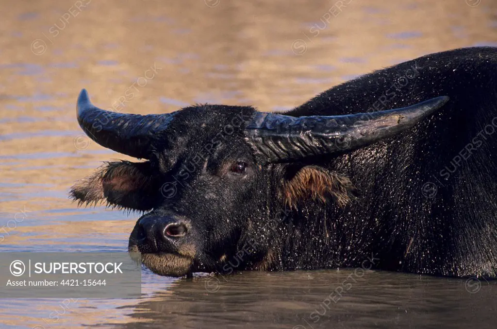 Domestic Water Buffalo (Bubalus bubalis) adult, close-up of head, in water, Hong Kong, China