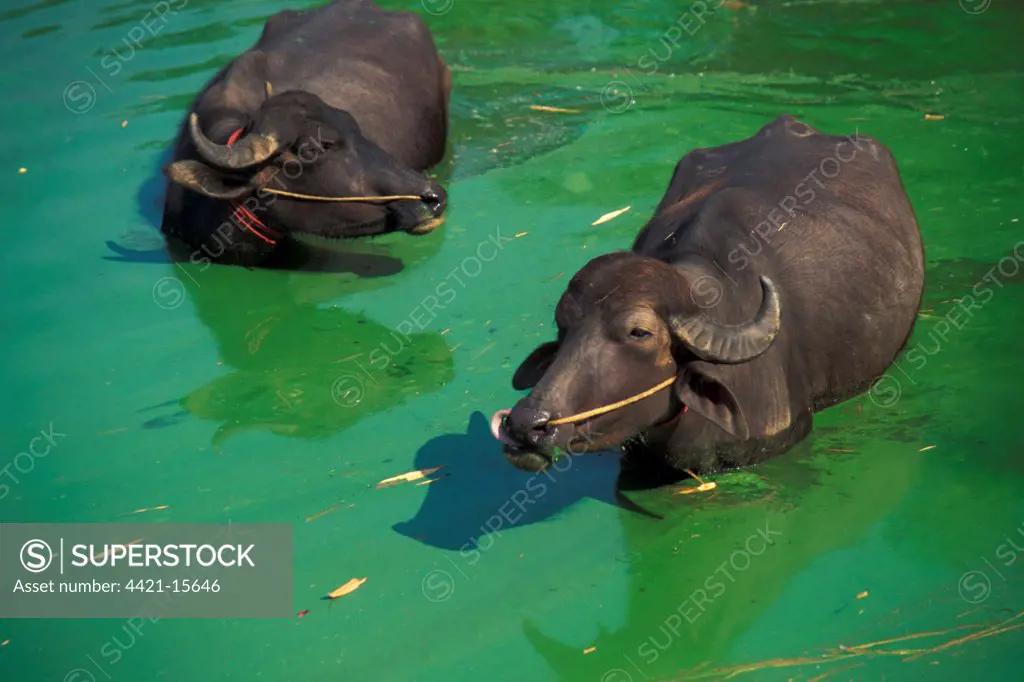 Domestic Water Buffalo (Bubalus bubalis) two adults, standing in algae covered village pond, India, winter
