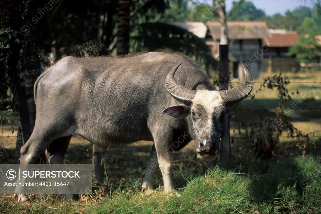 Domestic Water Buffalo (Bubalus bubalis) adult, standing, Vientiane- Thalat, Laos