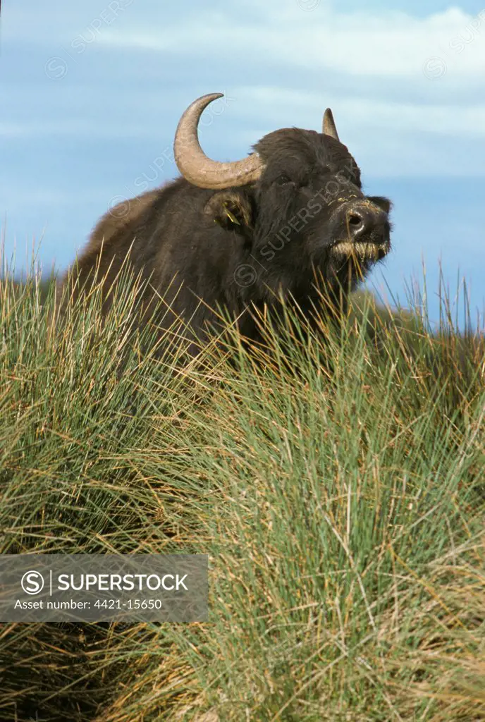 Domestic Water Buffalo (Bubalus bubalis) cow, resting in long grass, Italy