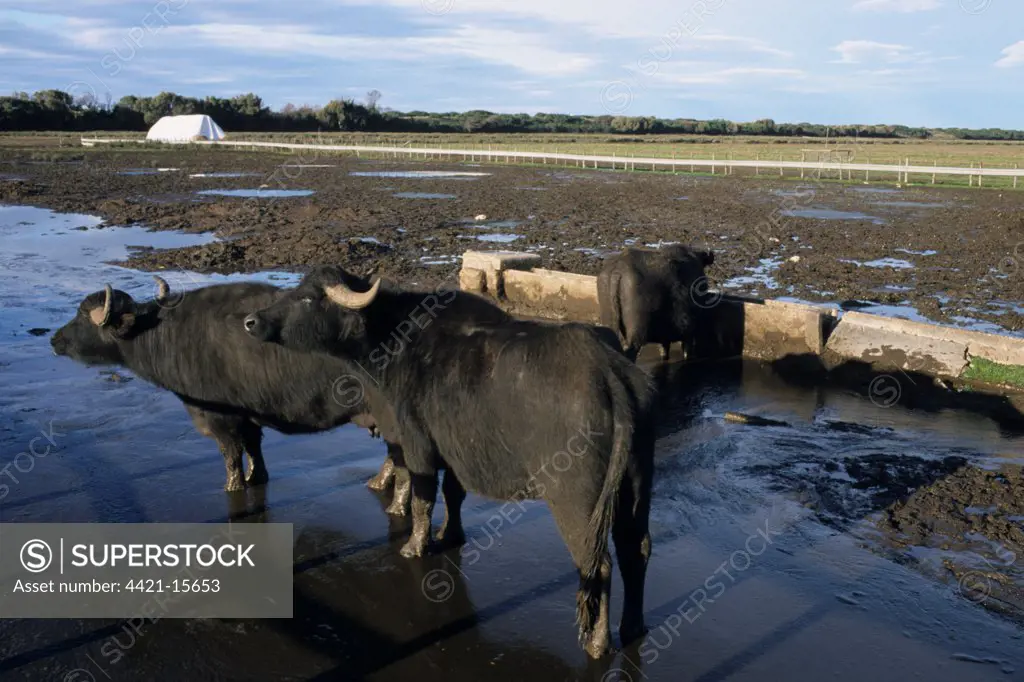 Domestic Water Buffalo (Bubalus bubalis) three cows, standing in muddy field, Italy