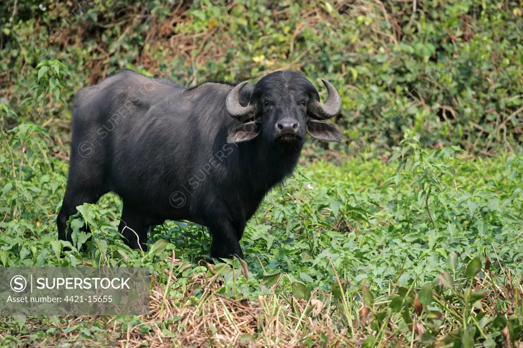 Domestic Water Buffalo (Bubalis bubalis) adult, standing in vegetation, Pantanal, Mato Grosso, Brazil