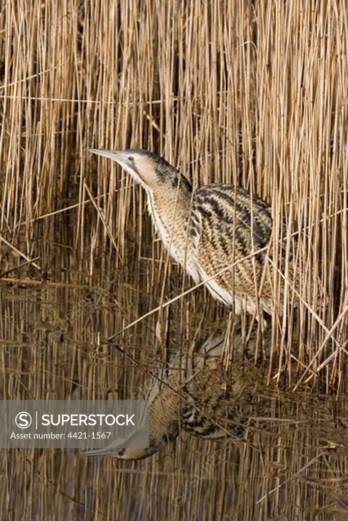 Great Bittern (Botaurus stellaris) adult, wading at reedbed edge with reflection, Minsmere RSPB Reserve, Suffolk, England, march