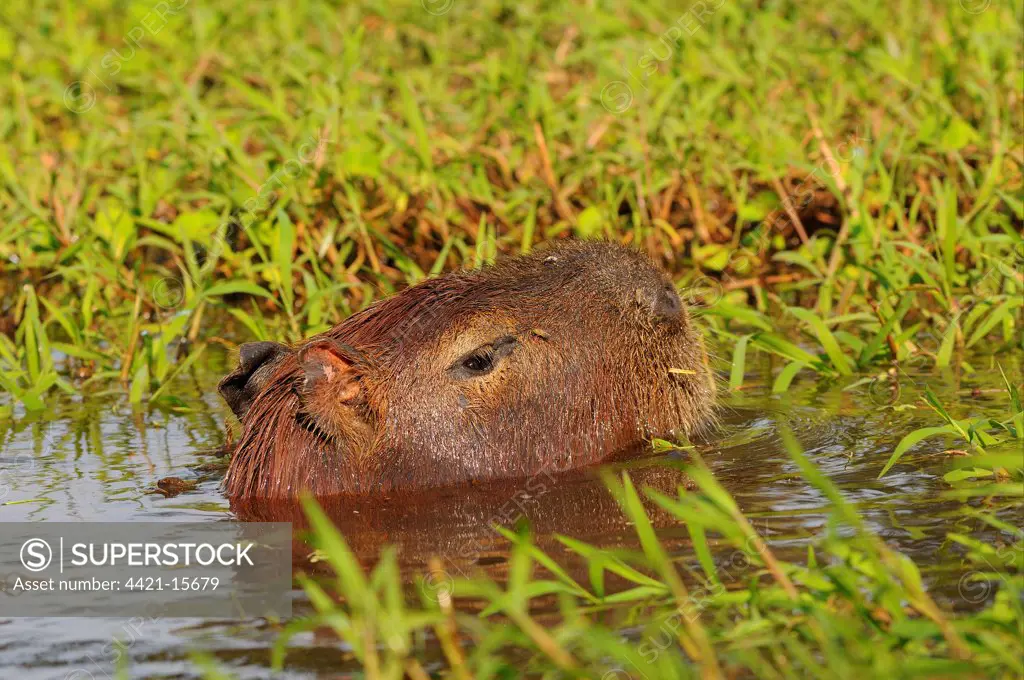 Capybara (Hydrochaerus hydrochaeris) adult, close-up of head, swimming, Pantanal, Mato Grosso, Brazil