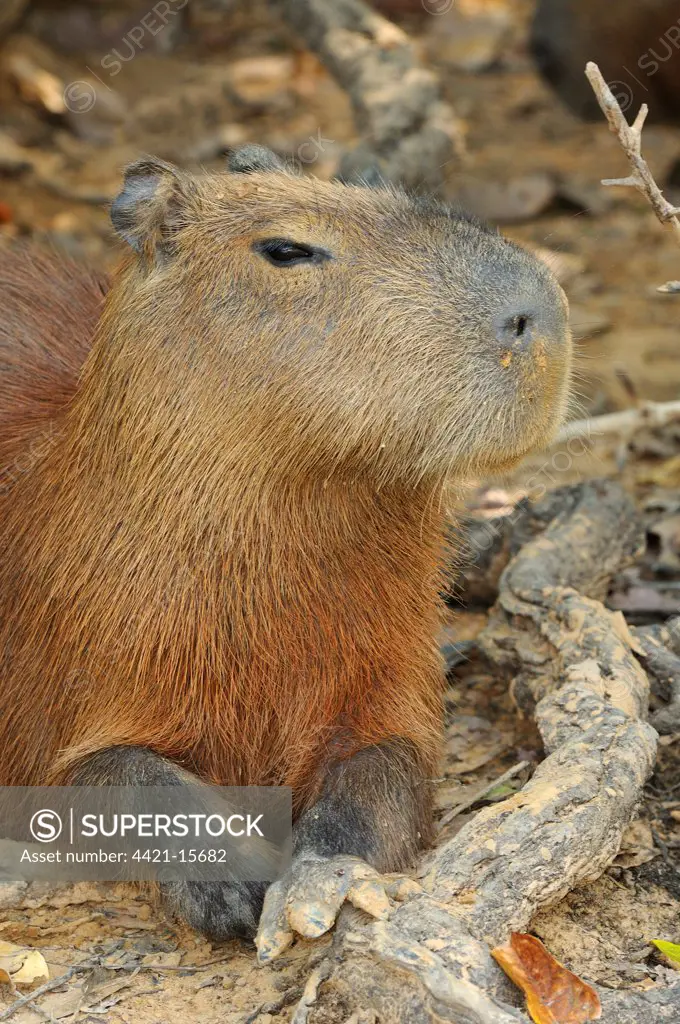 Capybara (Hydrochaerus hydrochaeris) adult, resting, Pantanal, Mato Grosso, Brazil