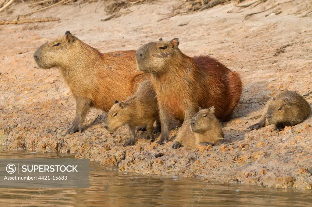 Capybara (Hydrochaerus hydrochaeris) adults with young, resting on riverbank, Paraguay River, Pantanal, Mato Grosso, Brazil