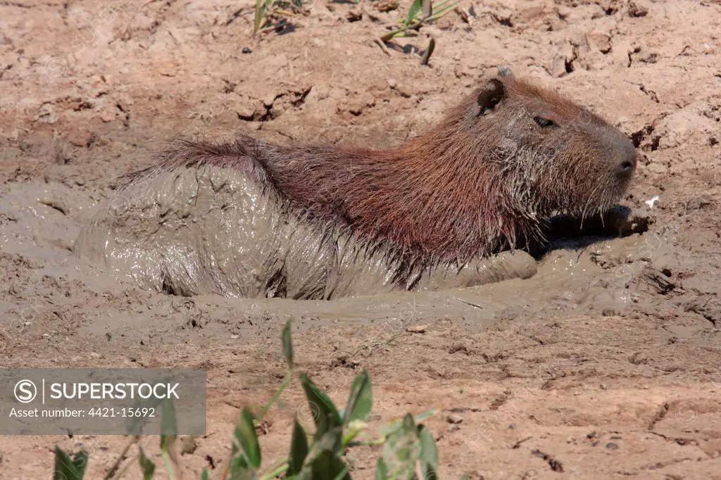 Capybara (Hydrochaerus hydrochaeris) adult, wallowing in mud, keeping cool at end of dry season, Pousada Araras, Mato Grosso, Brazil, august