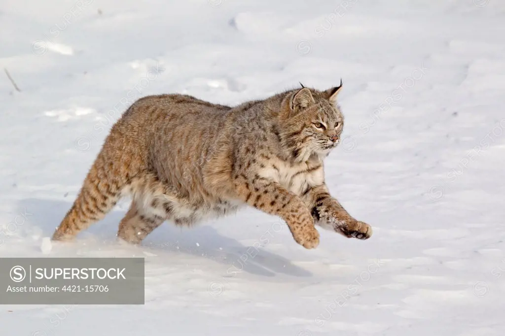 Bobcat (Lynx rufus) adult, running in snow, Montana, U.S.A., january (captive)