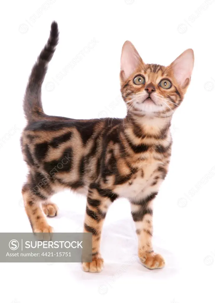 Domestic Cat, Bengal, male kitten, standing