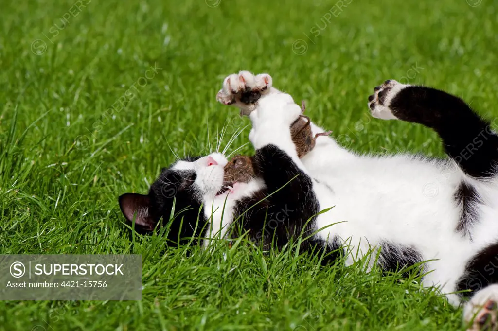 Domestic Cat, adult, playing with captured vole prey, England