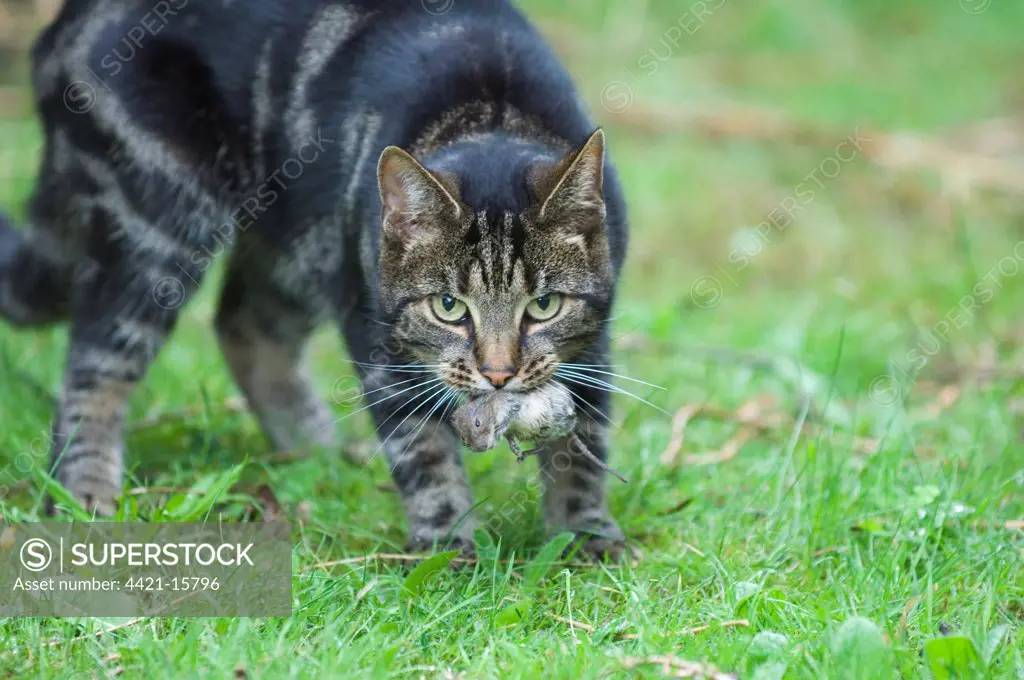 Domestic Cat, tabby, adult, with vole prey in mouth, England, august