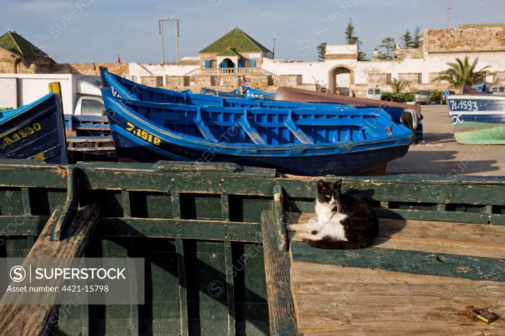 Domestic Cat, adult, resting on fishing boat in coastal city, Essaouira, Morocco, february