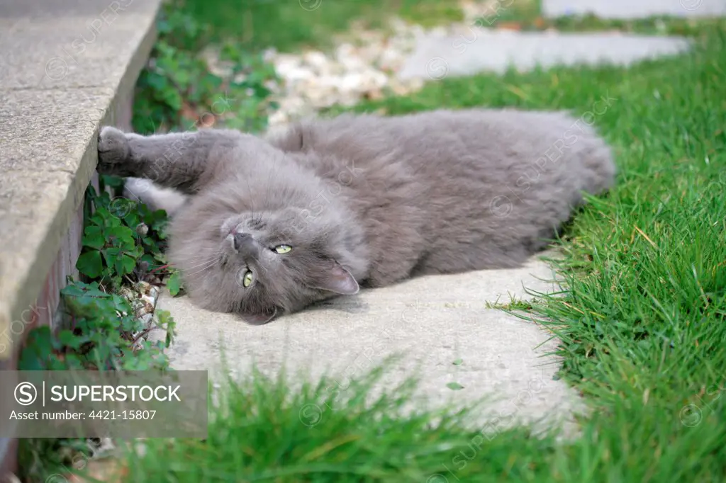 Domestic Cat, grey adult, rolling on back in garden, England, march