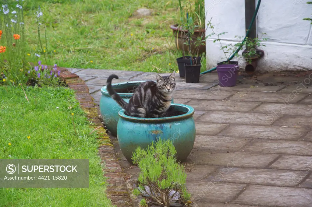 Domestic Cat, young male tabby, using flower container as toilet, Scotland, july