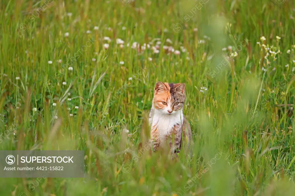 Domestic Cat, adult, sitting in long grass, Lesvos, Greece, april