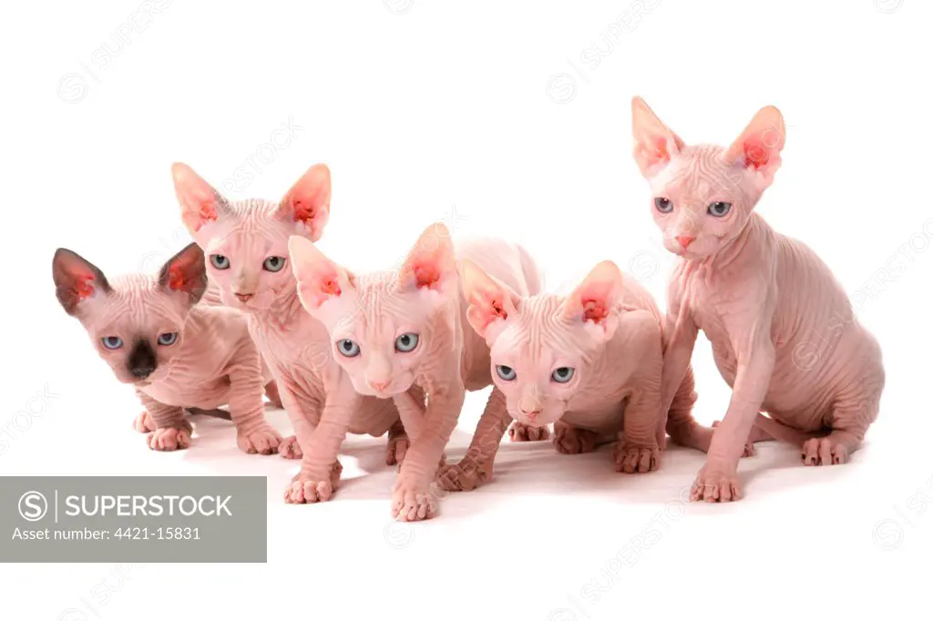 Domestic Cat, Sphynx, five kittens, sitting