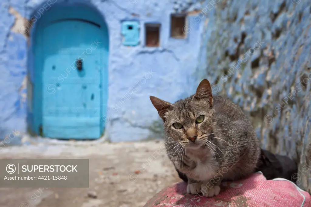 Domestic Cat, adult, sitting near blue door in alley of city, Chefchaouen, Morocco, april