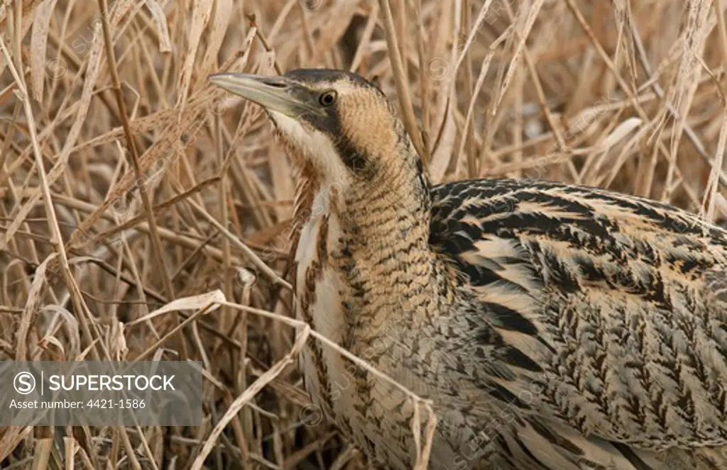 Great Bittern (Botaurus stellaris) adult, close-up of head and neck, standing in reedbed, England, march