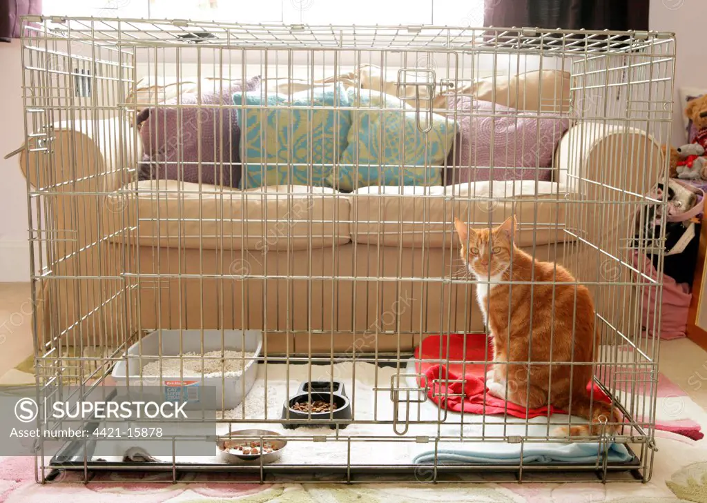Domestic Cat, ginger and white tabby, adult, sitting in cage, house-bound during recovery from operation, England, august