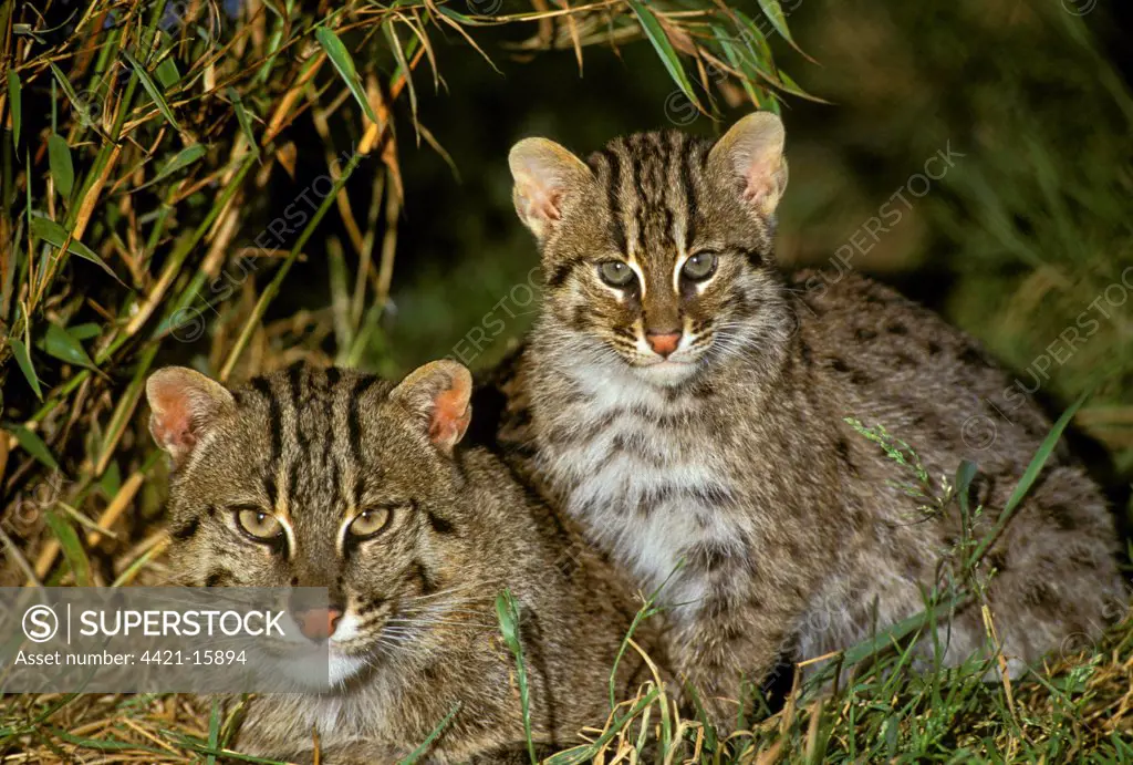 Fishing Cat (Prionailurus viverrinus) adult with young, resting, captive