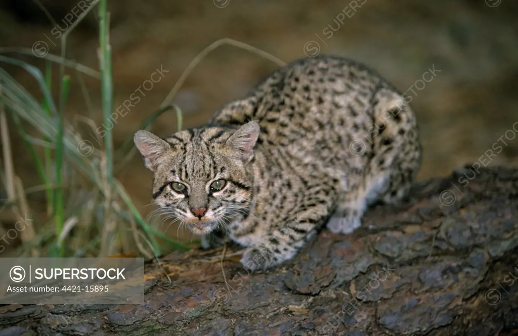 Geoffroy's Cat (Leopardus geoffroyi) adult, sitting on log, captive