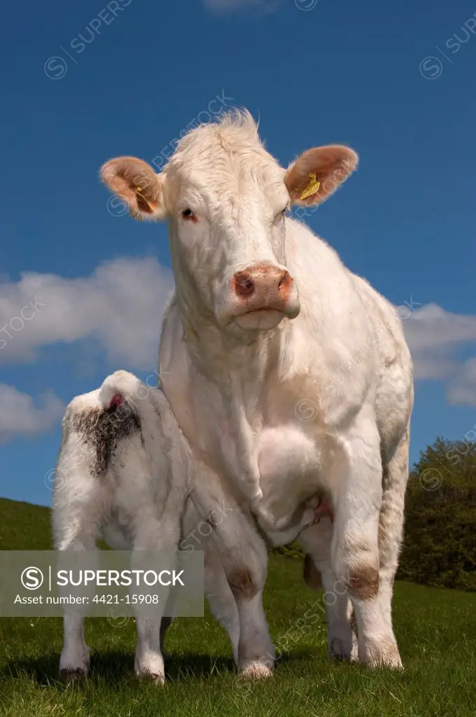 Domestic Cattle, Charolais, cow with calf suckling, standing in pasture, England, may
