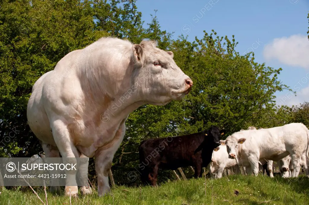 Domestic Cattle, Charolais, bull, bellowing, standing beside herd in pasture, England, may