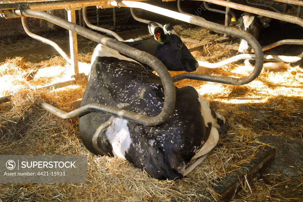 Domestic Cattle, Holstein cow, laying in cubicle, covered with droppings from roosting Common Starlings (Sturnus vulgaris), England