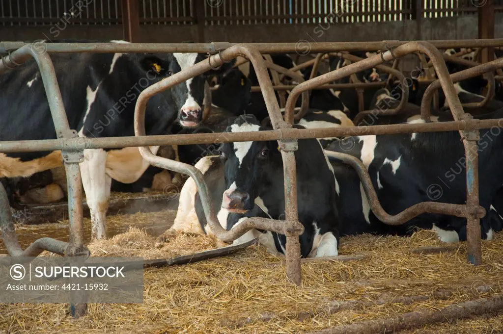 Domestic Cattle, Holstein cows, herd laying in cubicles with mattresses and straw bedded, Stoke-on-Trent, Staffordshire, England, winter
