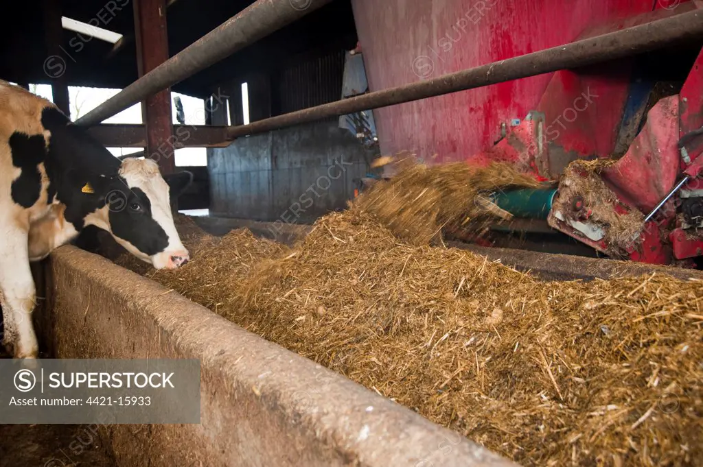 Domestic Cattle, Holstein cow, feeding on TMR (total mixed ration) from Siloking mixer wagon, Stoke-on-Trent, Staffordshire, England, winter