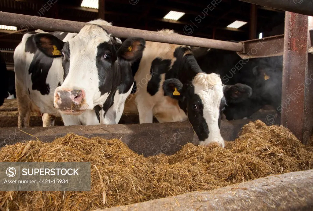 Domestic Cattle, Holstein cows, feeding on TMR (total mixed ration) from concrete trough, Stoke-on-Trent, Staffordshire, England, winter