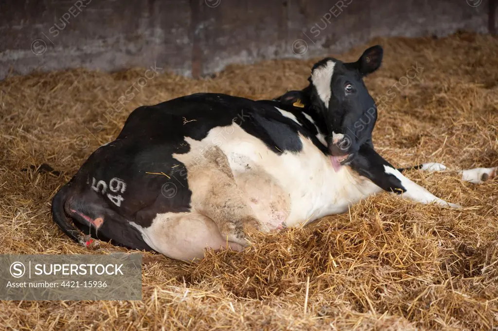 Domestic Cattle, Holstein cow, laying on straw bedding, and about to calve, Staffordshire, England, winter