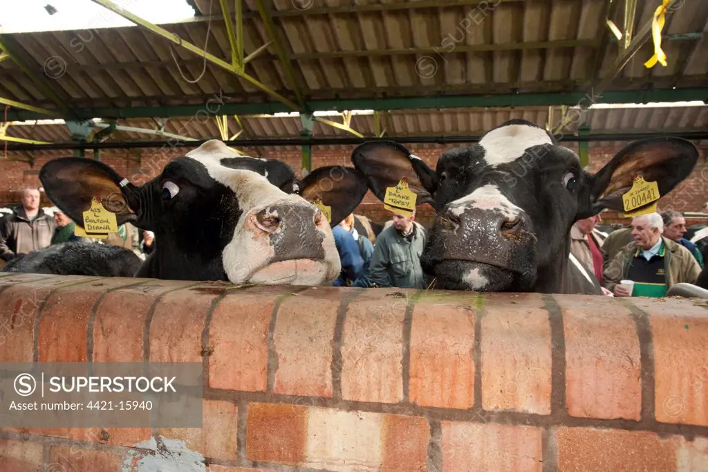 Domestic Cattle, Holstein dairy cows, looking over wall in livestock market pen, Leek Auction Mart, Staffordshire, England