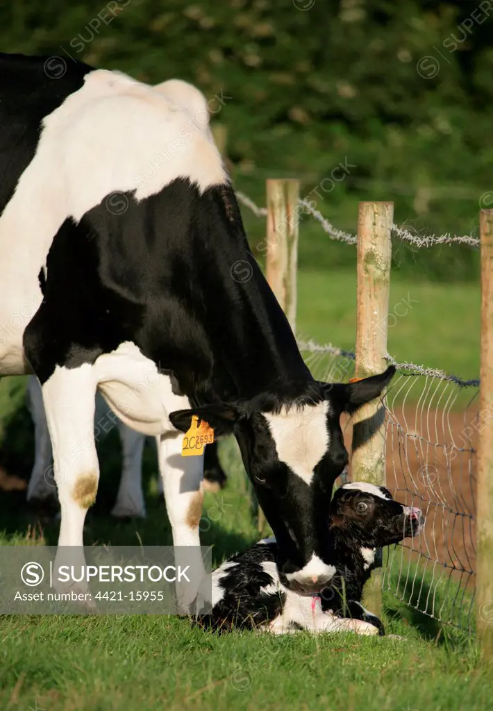 Domestic Cattle, Holstein Friesian, cow with newborn calf, beside wire fence in pasture, Dorset, England, august