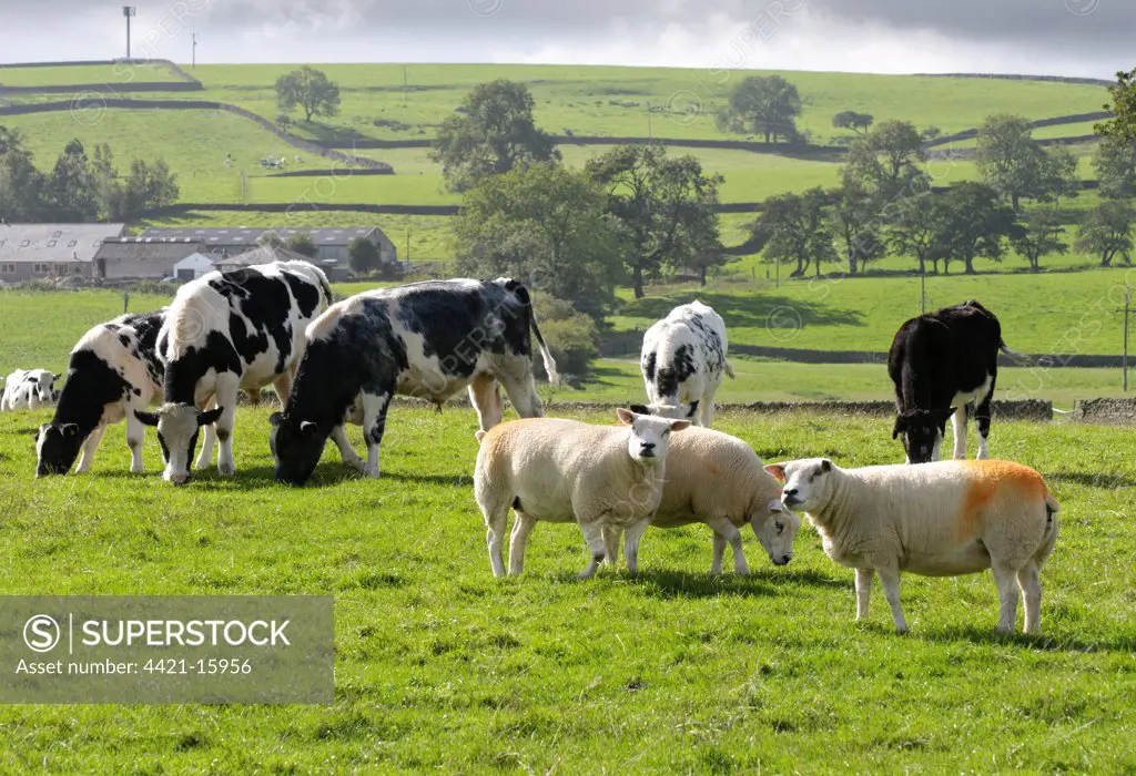 Domestic Cattle, Holstein, young bulls, grazing in pasture with sheep, Settle, North Yorkshire, England, september