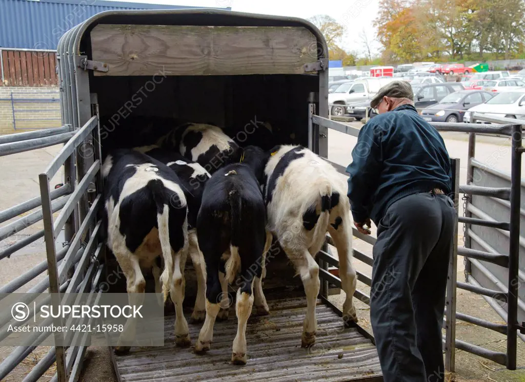 Domestic Cattle, Holstein male calves, being loaded onto livestock trailer at market, Carlisle Livestock Market, Cumbria, England, november