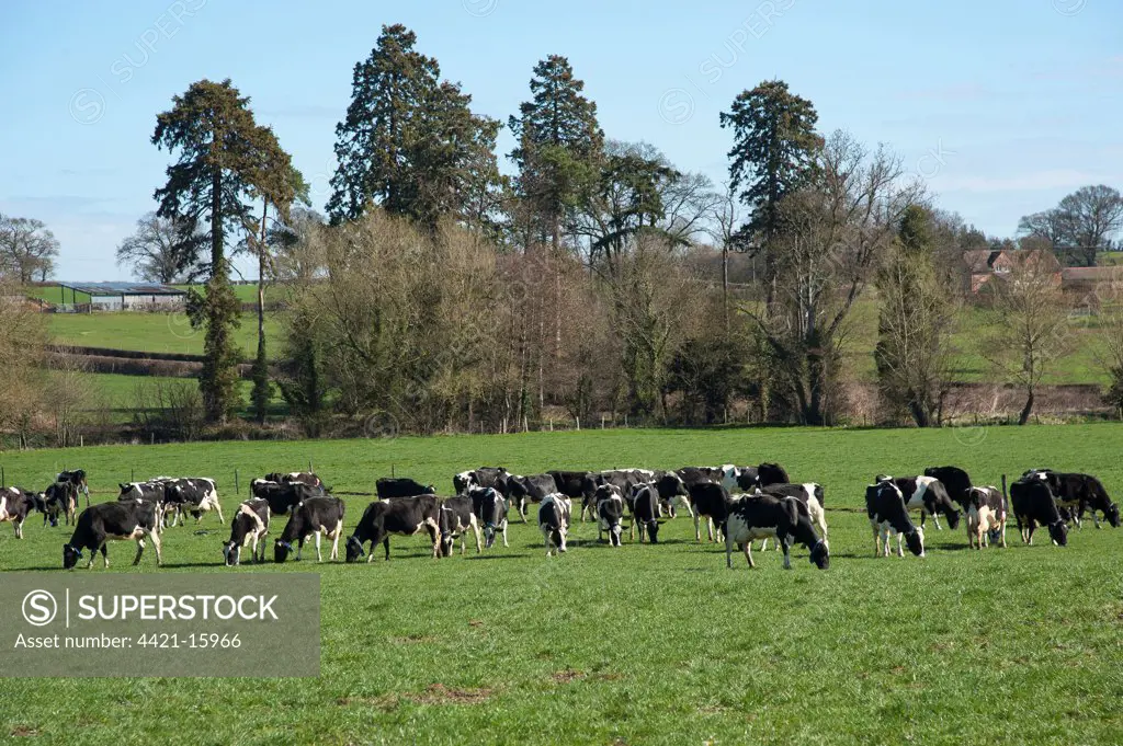 Domestic Cattle, Holstein Friesian type dairy cows, herd grazing in pasture on organic farm, Shropshire, England, march